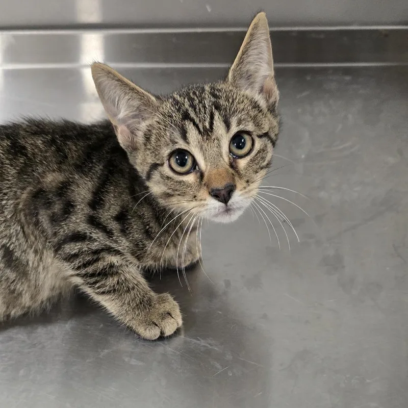 A baby small-sized male Gray / Blue / Silver Domestic Short Hair cat named Vance for adoption in Washburn, MO