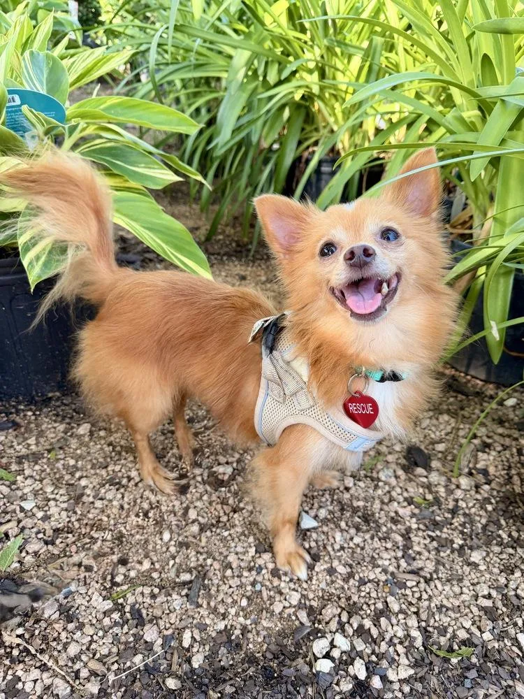 An adult small-sized male Chihuahua dog named Mario for adoption in Richmond, TX