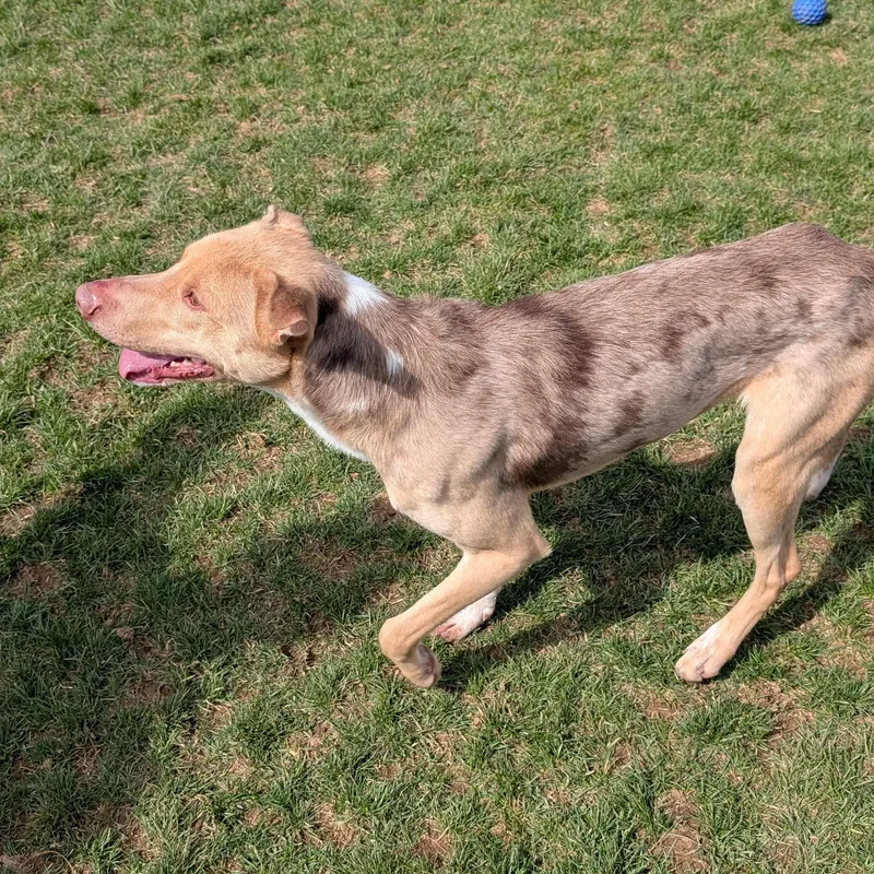 An adult medium-sized male Yellow / Tan / Blond / Fawn Mixed Breed dog named Jerry for adoption in Ravenna, OH