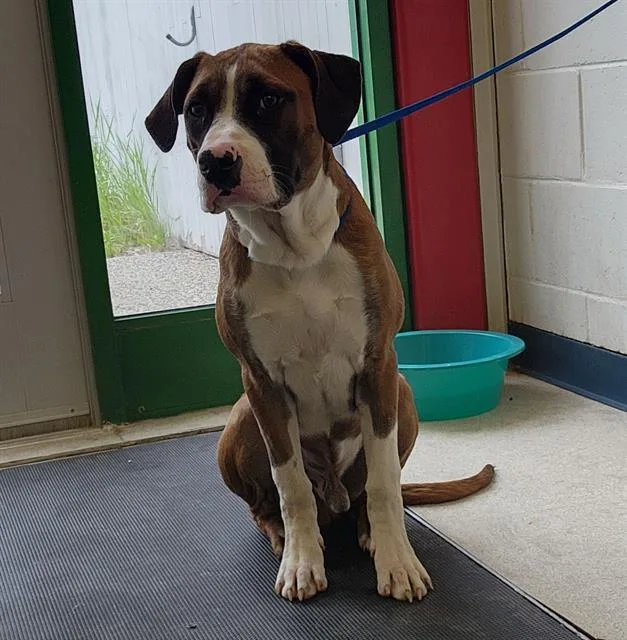 A young medium-sized male Boxer dog named Jake for adoption in Anchorage, AK