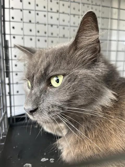 An adult medium-sized male Domestic Long Hair cat named Skywalker for adoption in Palmetto, FL