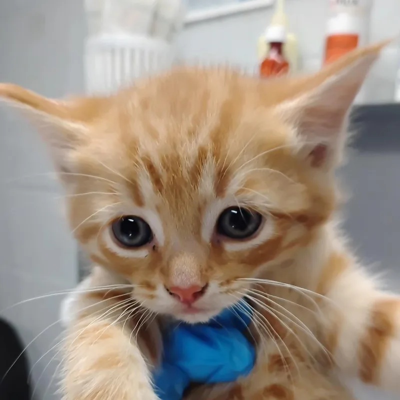 A baby small-sized female Orange / Red Domestic Short Hair cat named Pru for adoption in Summerville, SC