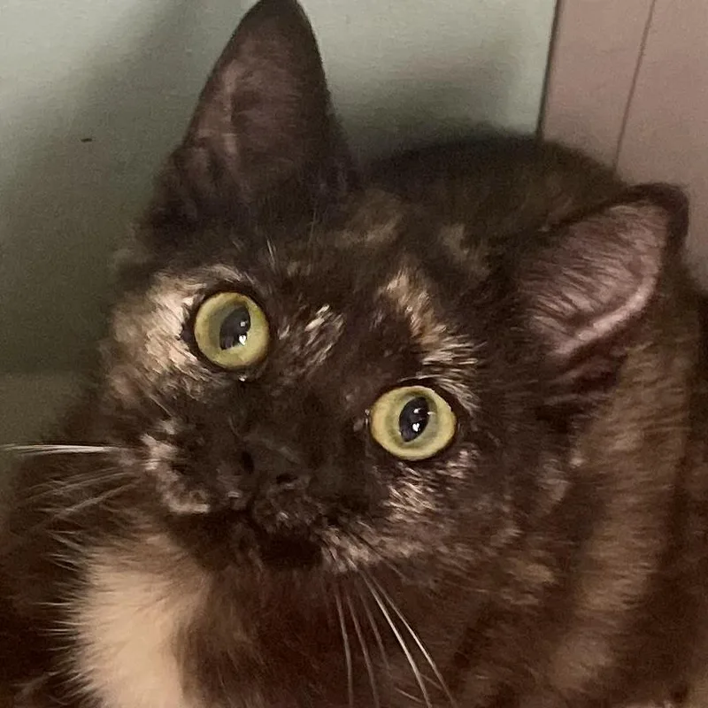 Tori