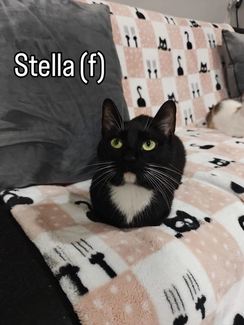 An adult medium-sized female Black & White / Tuxedo Domestic Short Hair cat named Stella for adoption in Herndon, VA