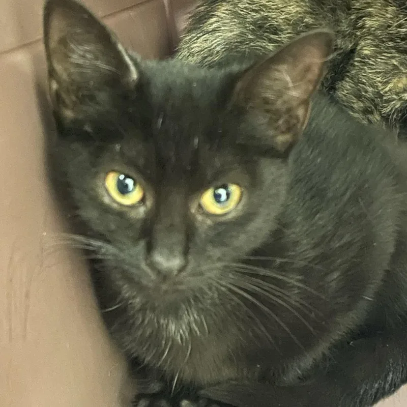 A baby small-sized female Black Domestic Short Hair cat named Casual Friday for adoption in Charlottesville, VA