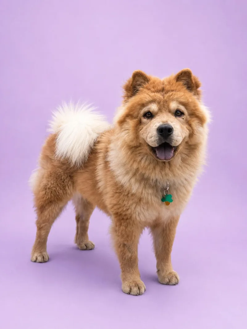 A young large-sized female Chow Chow dog named Lo Mein for adoption in Palo Alto, CA