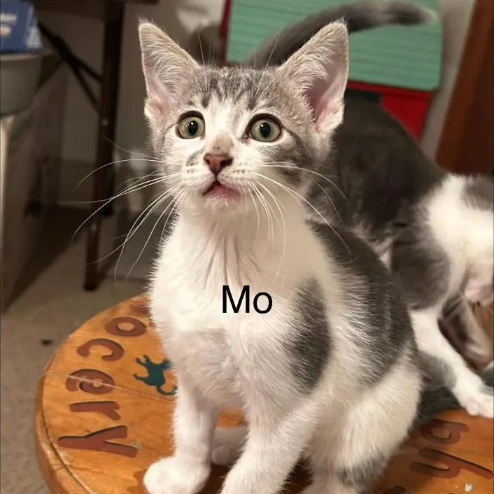 A young small-sized male Gray & White Domestic Short Hair cat named Mo for adoption in Gresham, WI