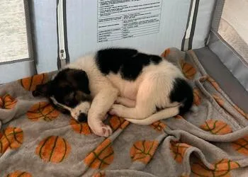 A baby small-sized male Tricolor (Brown, Black, & White) Mixed Breed dog named Three Guys: Koda for adoption in Dallas, TX