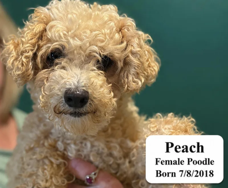 Peach