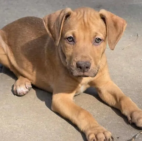 A baby large-sized male Labrador Retriever dog named Murphy for adoption in Grand Bay, AL
