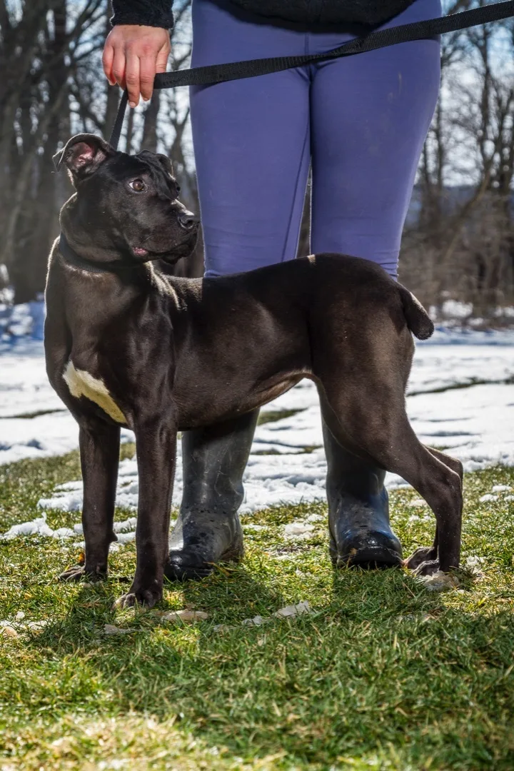 A baby medium-sized female Black Weimaraner dog named Rain for adoption in Chester Springs, PA