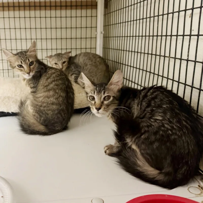 A young medium-sized female Tabby (Buff / Tan / Fawn) Tabby cat named Minerva for adoption in Kingwood, TX
