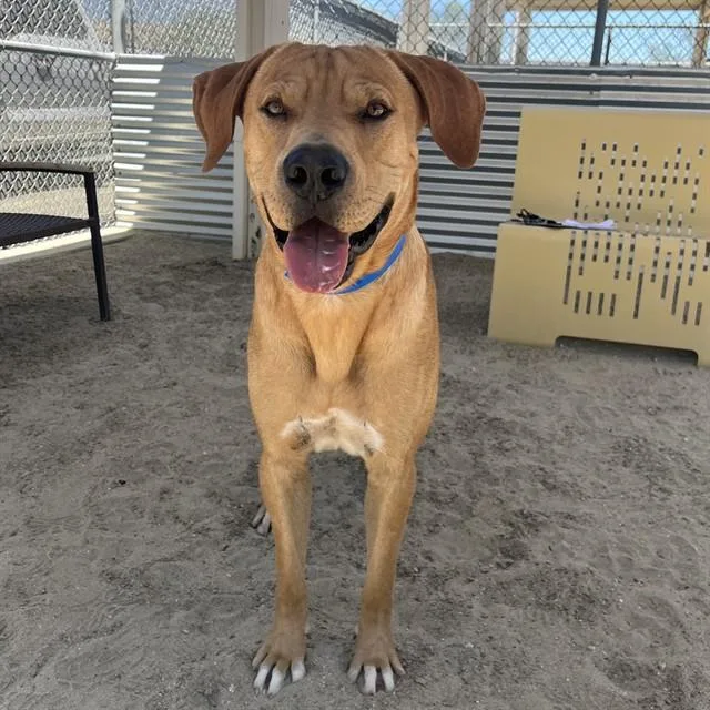 A young large-sized male Shepherd dog named Toffy for adoption in Thousand Palms, CA