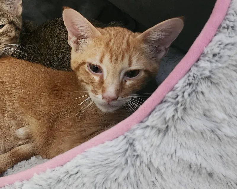 A baby medium-sized male Orange & White Domestic Short Hair cat named Brooks for adoption in Slidell, LA