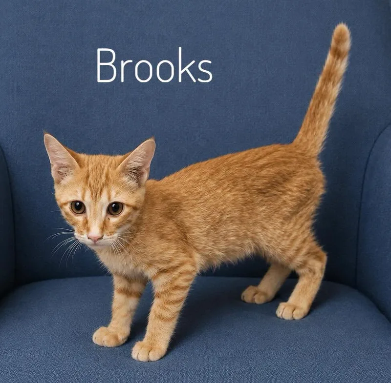 Brooks thumbnail 2