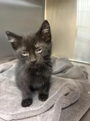 A baby small-sized male Domestic Short Hair cat named Prince for adoption in Independence, MO