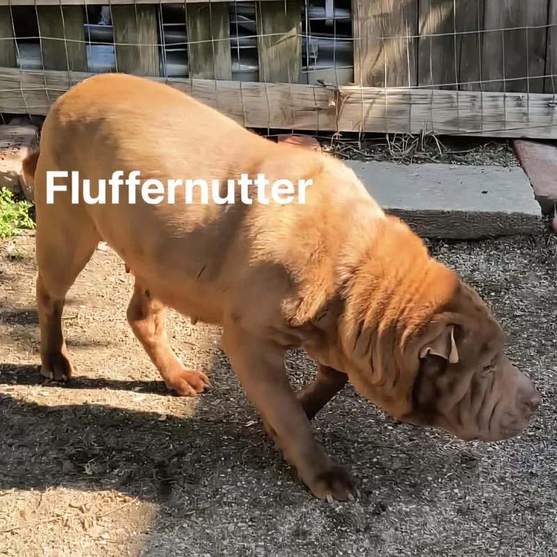 Fluffernut