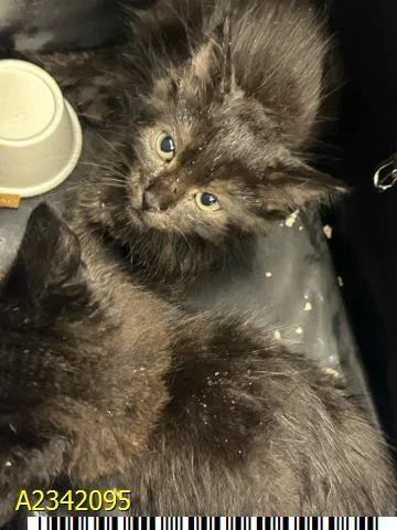 A baby small-sized female Domestic Short Hair cat named Freya for adoption in West Palm Beach, FL