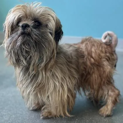 A young small-sized male Mixed Breed dog named Brownie for adoption in Janesville, WI