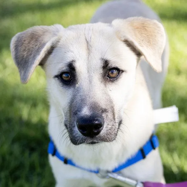 A young large-sized female German Shepherd Dog dog named Artemis for adoption in Dublin, CA