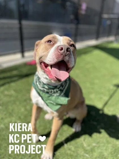 An adult large-sized female Yellow / Tan / Blond / Fawn Pit Bull Terrier dog named Kiera for adoption in Kansas City, MO