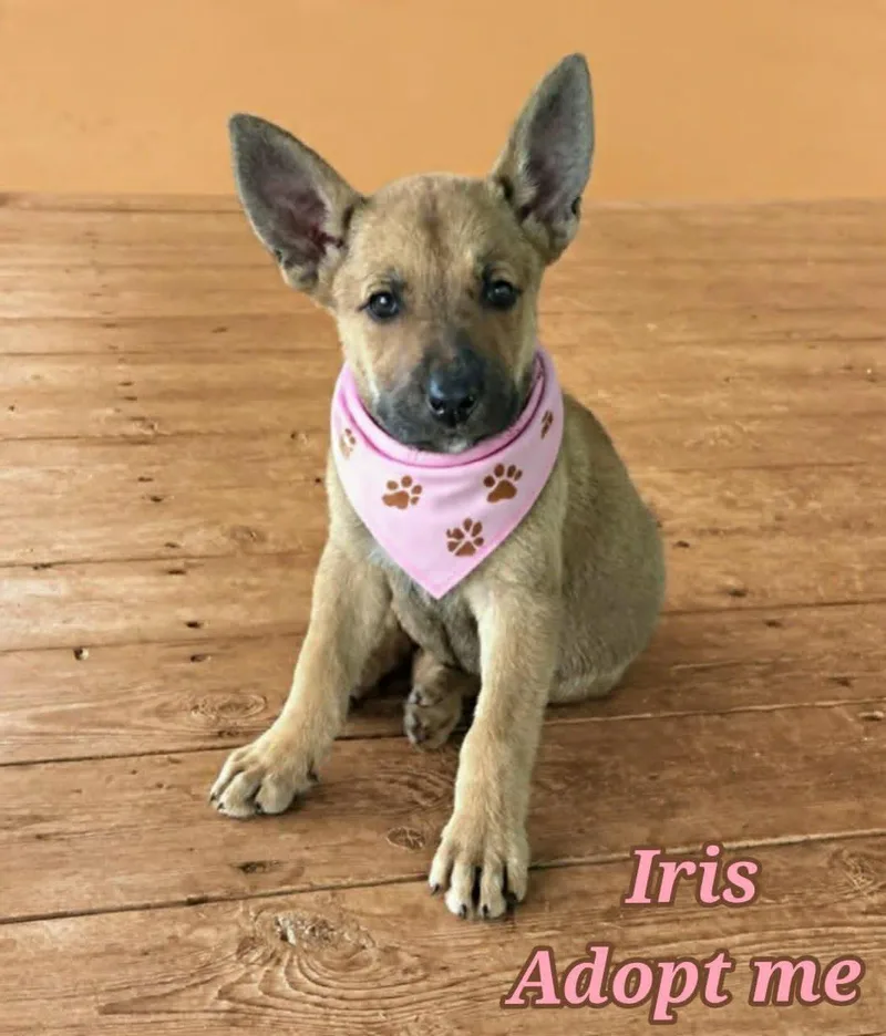 Iris thumbnail 5