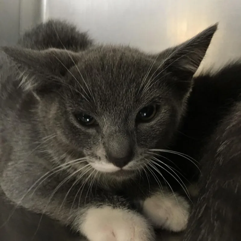 A baby small-sized male Gray / Blue / Silver Domestic Medium Hair cat named Willy Nelson for adoption in Ojai, CA