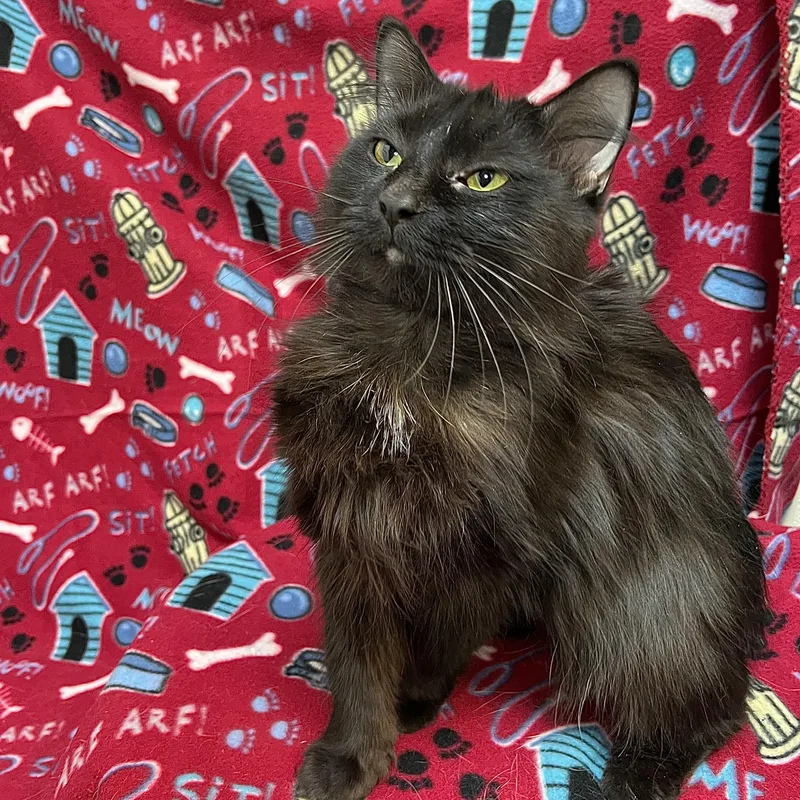 Cocoa Puff thumbnail 2