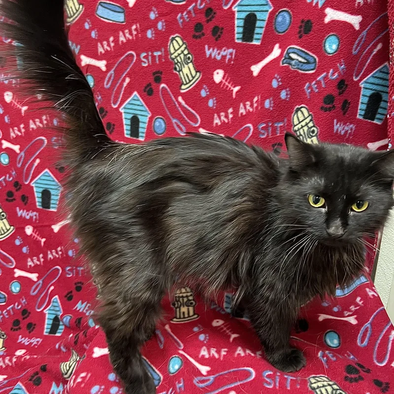 Cocoa Puff thumbnail 3