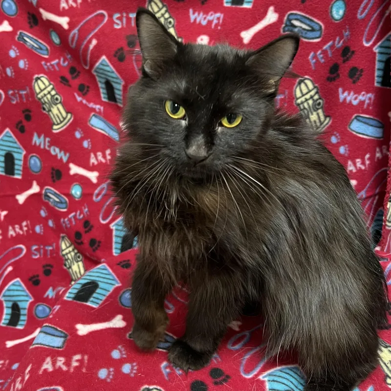 An adult medium-sized female Black Domestic Long Hair cat named Cocoa Puff for adoption in Fairmont, MN