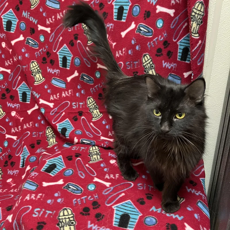 Cocoa Puff thumbnail 4