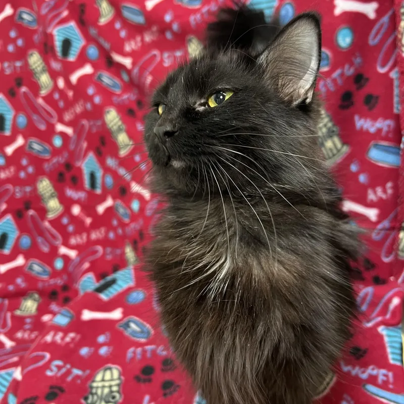 Cocoa Puff thumbnail 5