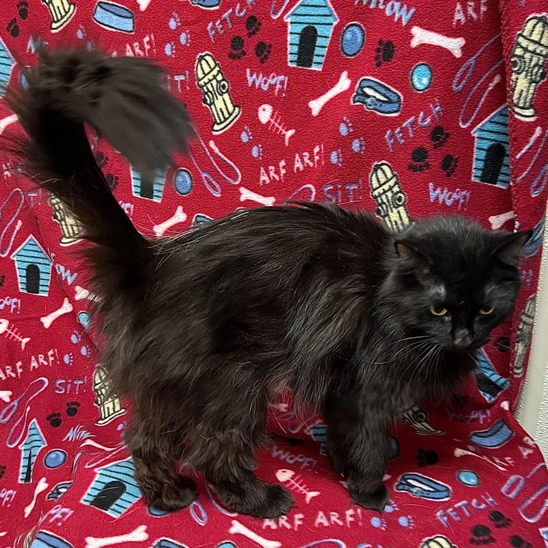 Cocoa Puff thumbnail 6