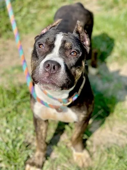 An adult medium-sized female Brindle Pit Bull Terrier dog named Annabella for adoption in Anderson, IN