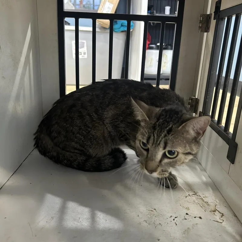 A baby medium-sized female Gray / Blue / Silver Domestic Short Hair cat named Pinpon for adoption in Newark, NJ