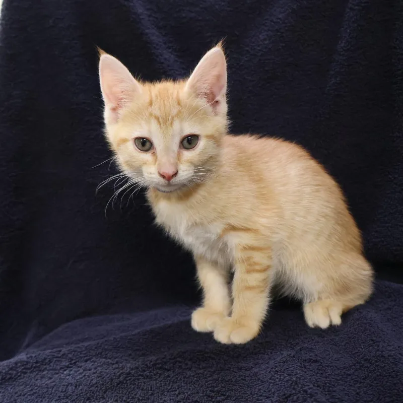 A baby small-sized female Orange / Red Domestic Short Hair cat named Liberty for adoption in Saint Charles, MO