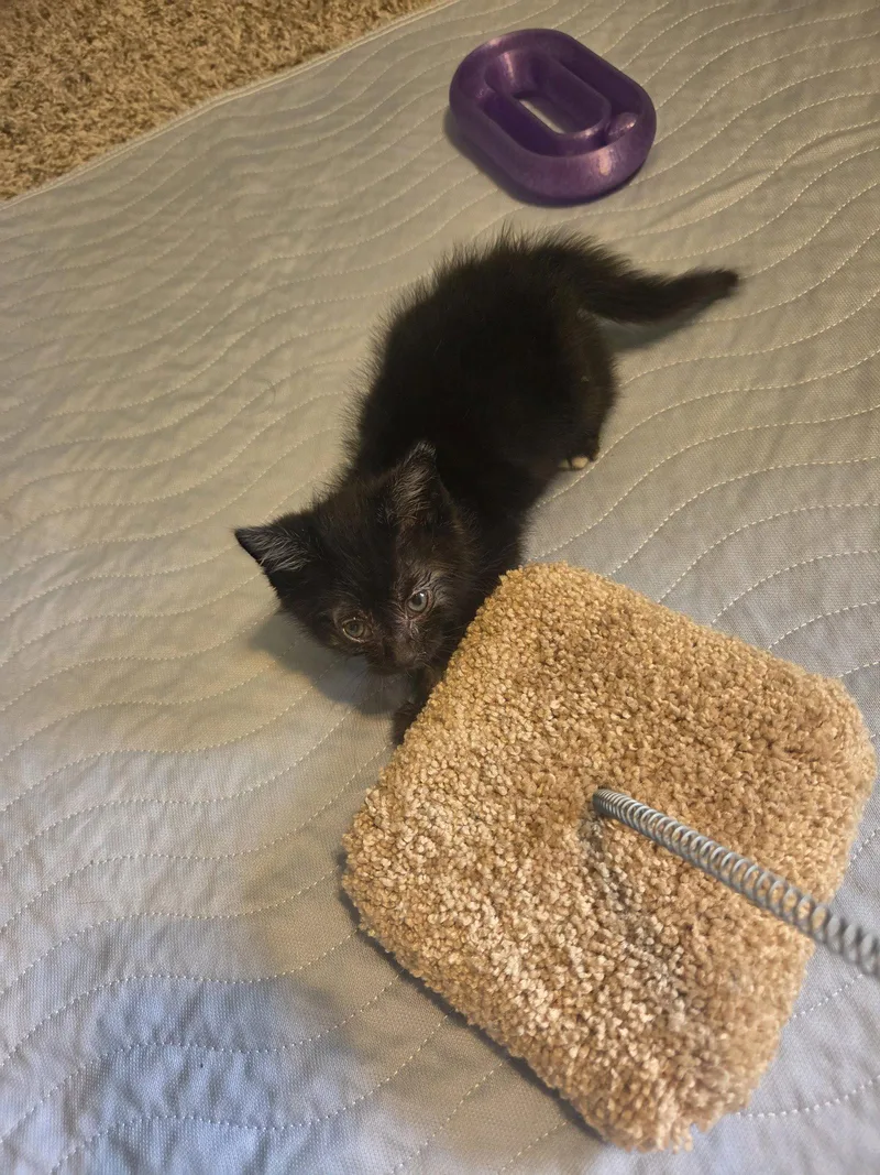 A young medium-sized male Black Domestic Short Hair cat named Nigiri for adoption in Williamsburg, IA