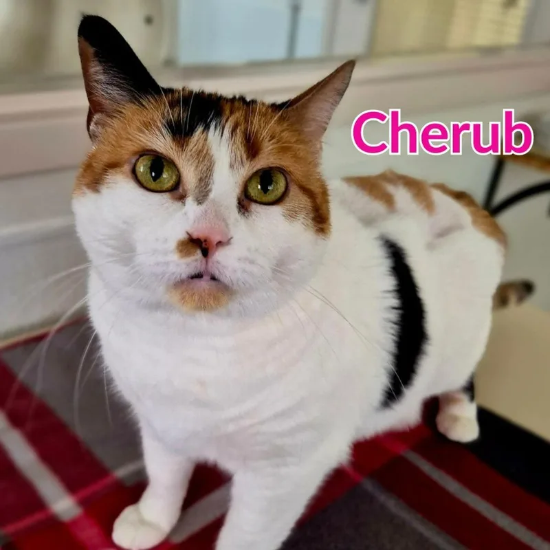An adult medium-sized female Domestic Short Hair cat named Cherub for adoption in North Saint Paul, MN