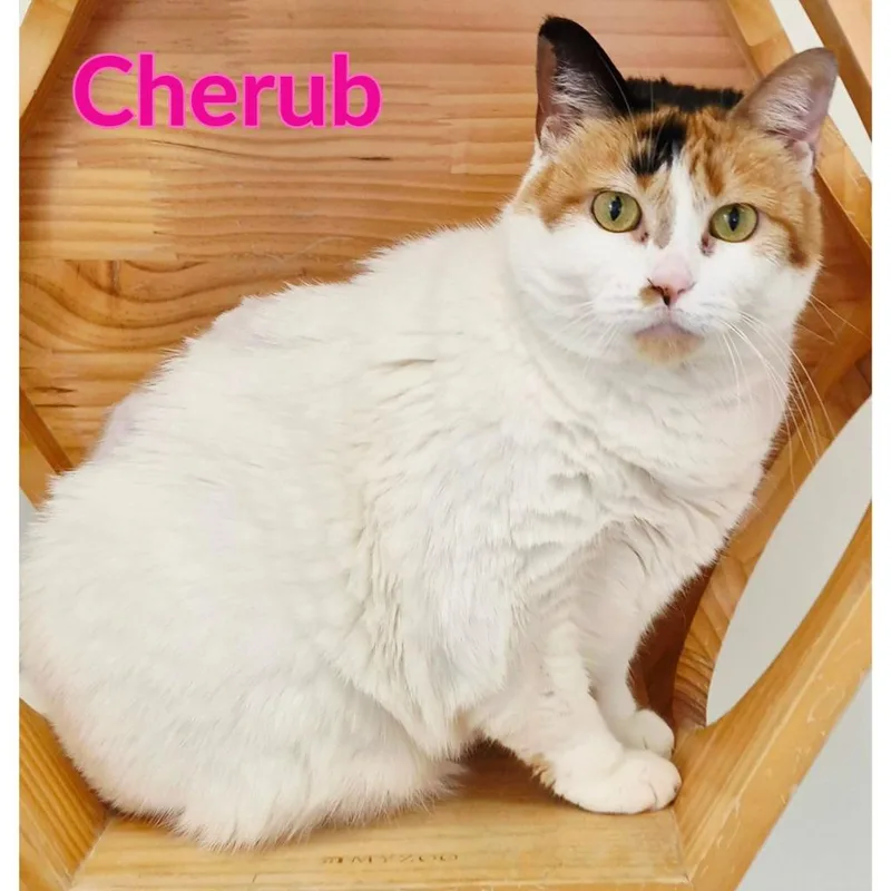 Cherub thumbnail 2
