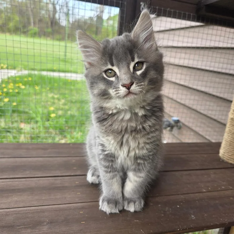 A baby small-sized male Gray / Blue / Silver Domestic Medium Hair cat named Bulbasaur for adoption in Wind Gap, PA