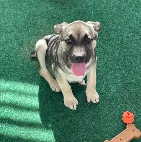 A young medium-sized male Gray / Blue / Silver Shepherd dog named Butterscotch for adoption in Houston, TX