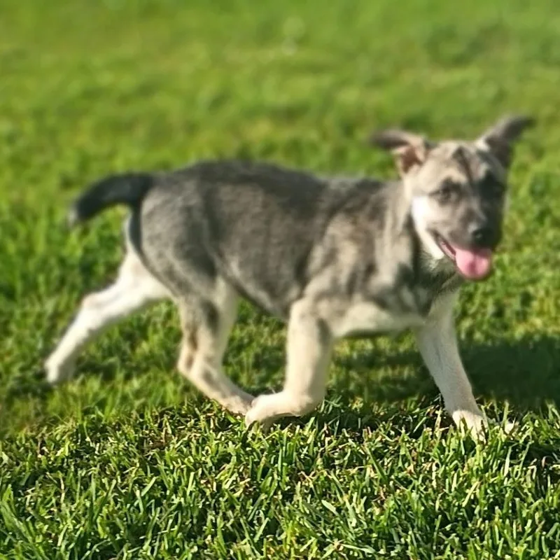 Butterscotch thumbnail 4