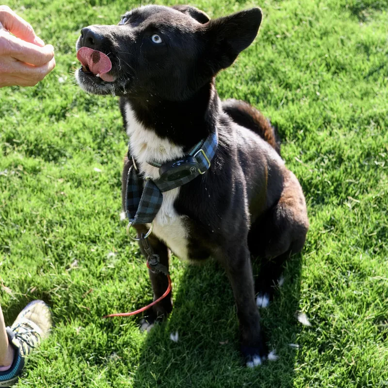 A young medium-sized male Black Husky dog named Striker for adoption in Weatherford, TX
