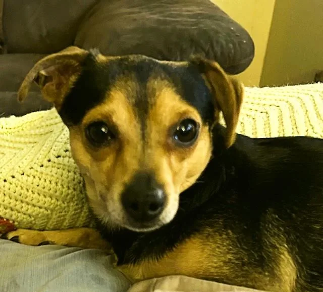 A young small-sized male Black Chihuahua dog named Tanner for adoption in Redondo Beach, CA
