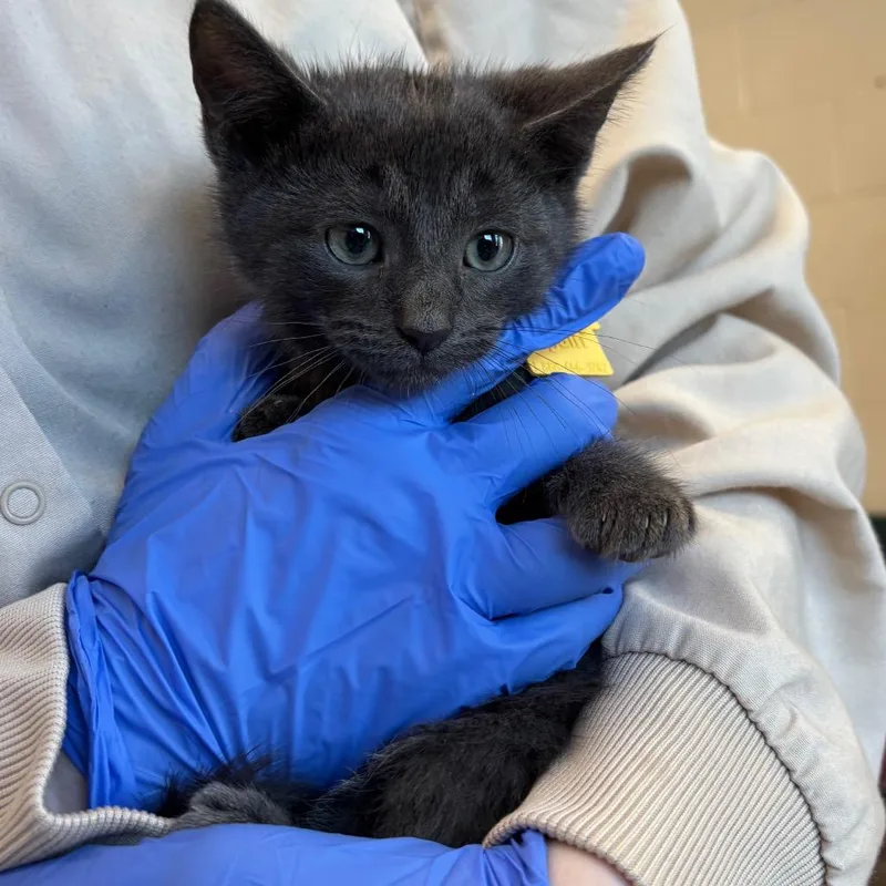 A baby small-sized male Gray / Blue / Silver Domestic Short Hair cat named Velocirabbit for adoption in Springfield, MA