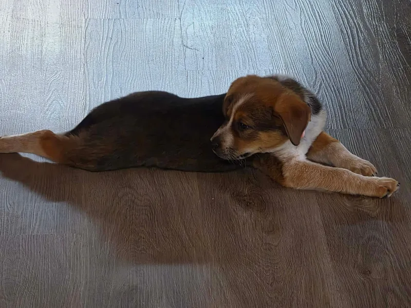 Loki thumbnail 6