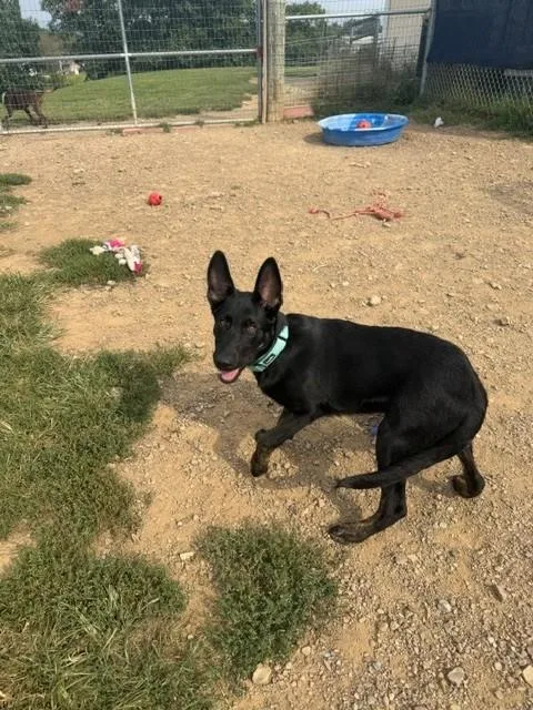 A young large-sized male German Shepherd Dog dog named Java for adoption in Augusta, WV