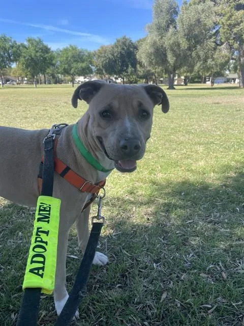 A young large-sized female Pit Bull Terrier dog named Bunny for adoption in Phoenix, AZ