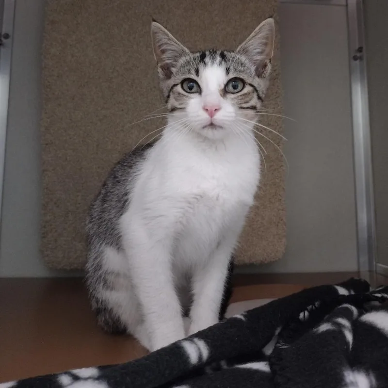A baby small-sized female Brown / Chocolate Domestic Short Hair cat named Luka for adoption in Chattanooga, TN