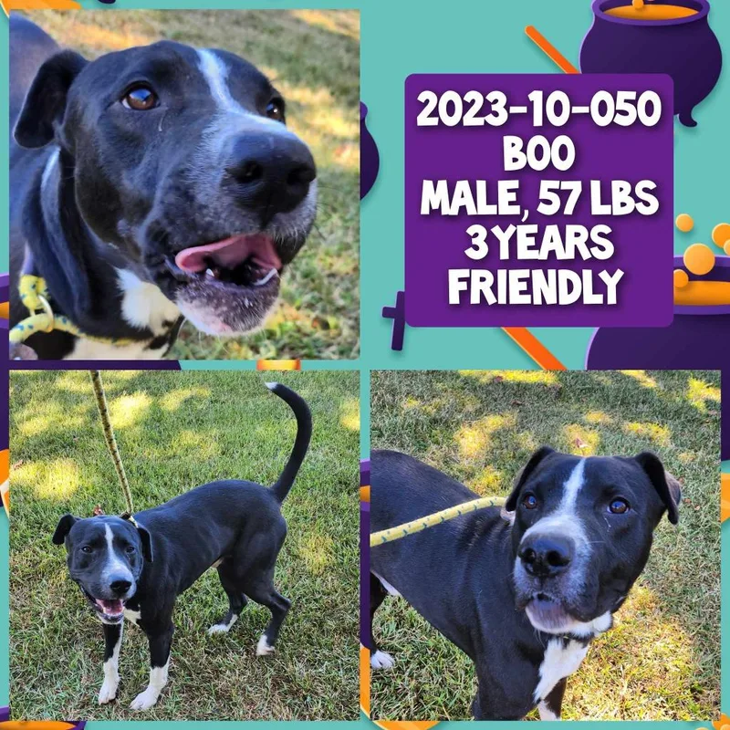 An adult medium-sized male Labrador Retriever dog named Boo for adoption in Winder, GA